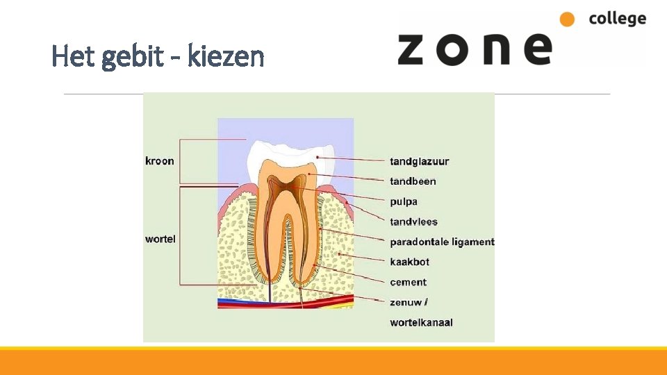 Het gebit - kiezen 