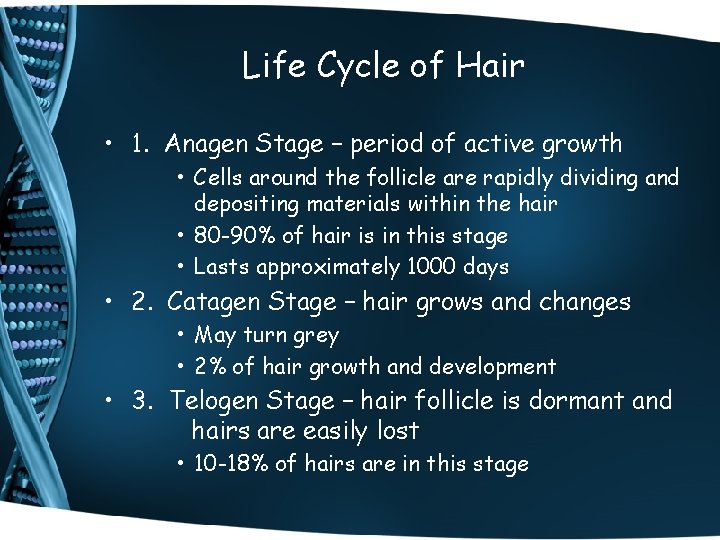 Life Cycle of Hair • 1. Anagen Stage – period of active growth •