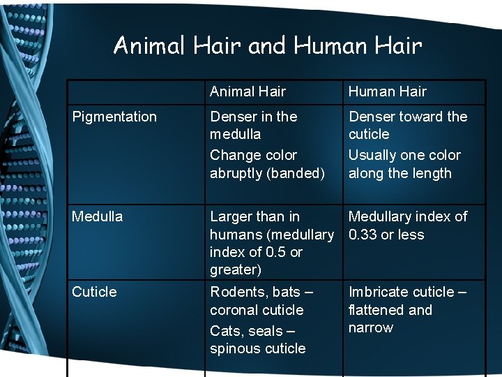 Animal Hair and Human Hair Animal Hair Human Hair Pigmentation Denser in the medulla