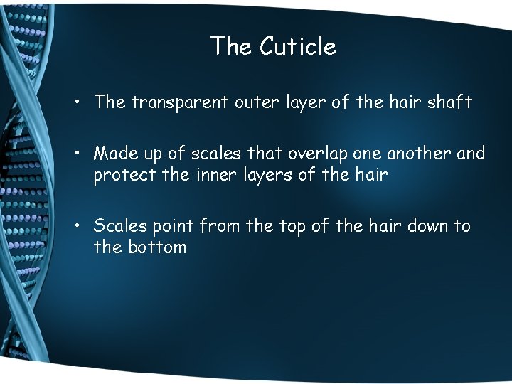 The Cuticle • The transparent outer layer of the hair shaft • Made up