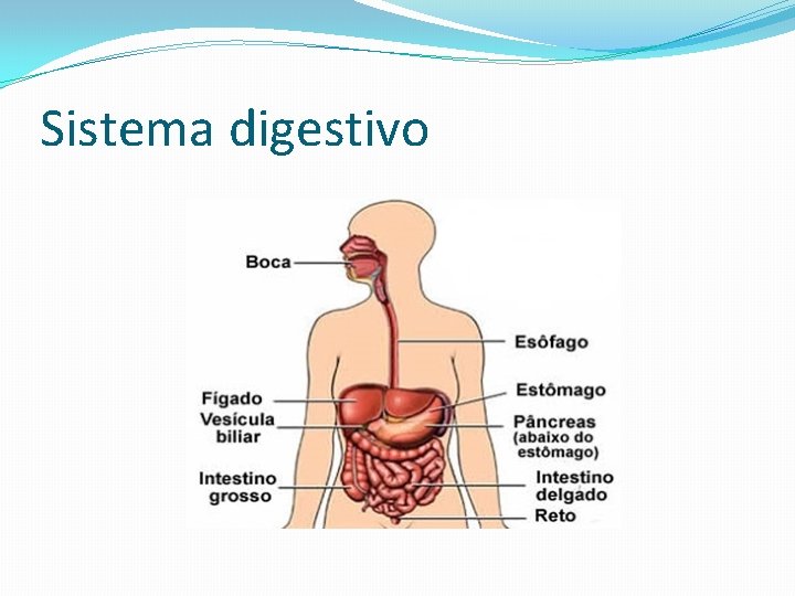 Sistema digestivo 