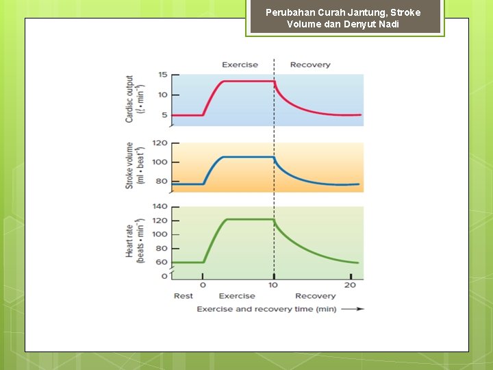 Perubahan Curah Jantung, Stroke Volume dan Denyut Nadi 