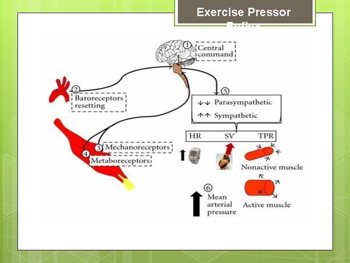 Exercise Pressor Reflex 