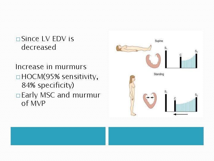 � Since LV EDV is decreased Increase in murmurs � HOCM(95% sensitivity, 84% specificity) � Since LV EDV is decreased Increase in murmurs � HOCM(95% sensitivity, 84% specificity)