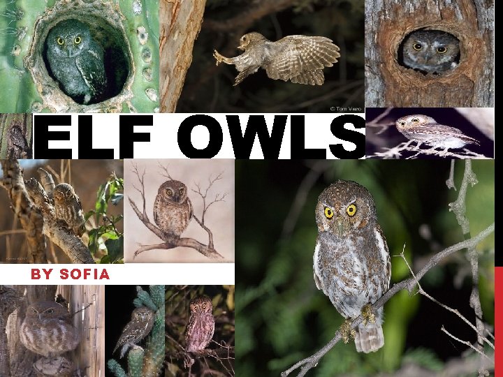 ELF OWLS BY SOFIA 