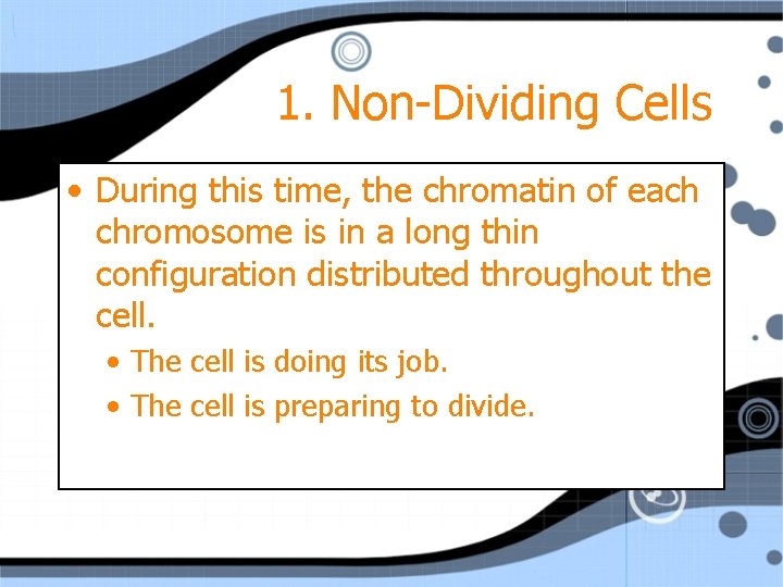 1. Non-Dividing Cells • During this time, the chromatin of each chromosome is in