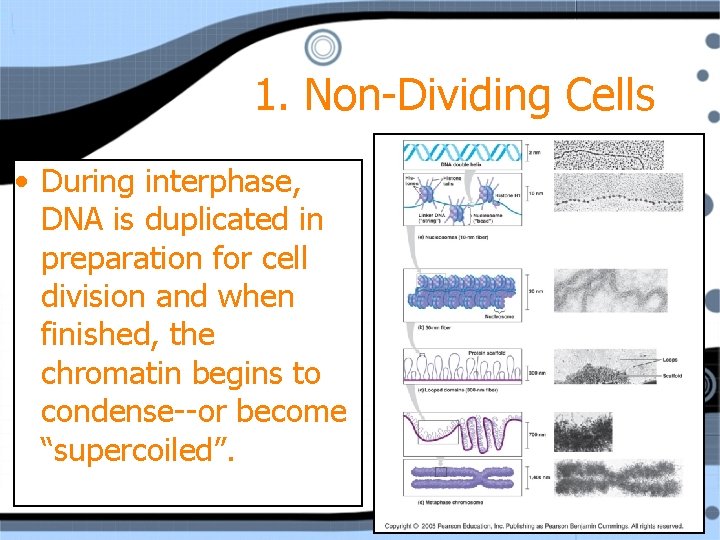 1. Non-Dividing Cells • During interphase, DNA is duplicated in preparation for cell division