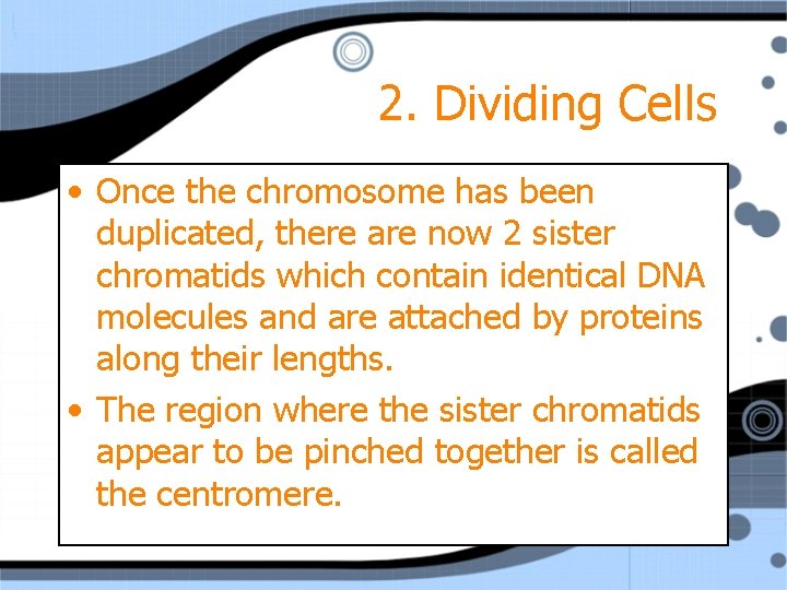 2. Dividing Cells • Once the chromosome has been duplicated, there are now 2