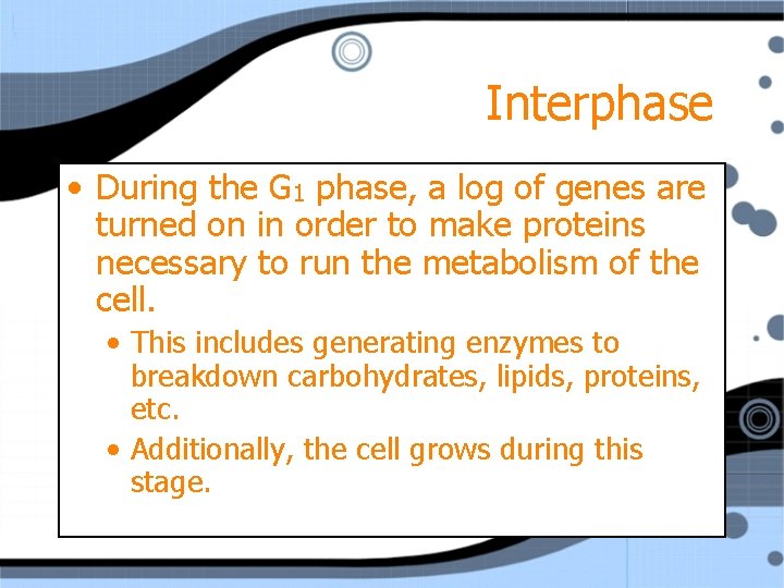 Interphase • During the G 1 phase, a log of genes are turned on