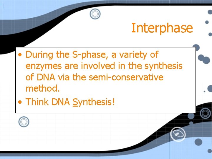 Interphase • During the S-phase, a variety of enzymes are involved in the synthesis