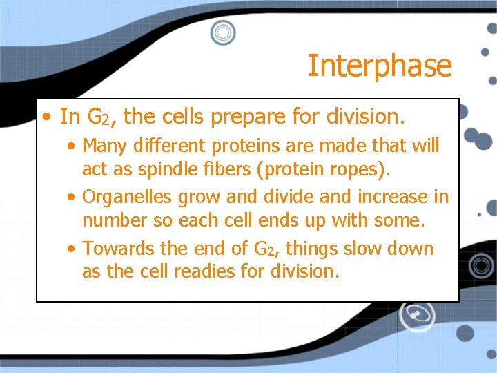 Interphase • In G 2, the cells prepare for division. • Many different proteins