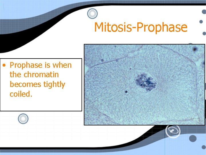 Mitosis-Prophase • Prophase is when the chromatin becomes tightly coiled. 