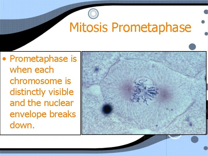 Mitosis Prometaphase • Prometaphase is when each chromosome is distinctly visible and the nuclear