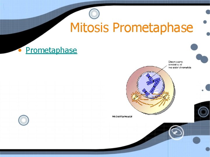 Mitosis Prometaphase • Prometaphase 