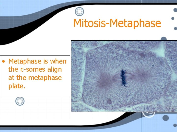 Mitosis-Metaphase • Metaphase is when the c-somes align at the metaphase plate. 