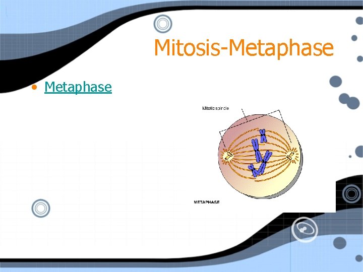 Mitosis-Metaphase • Metaphase 