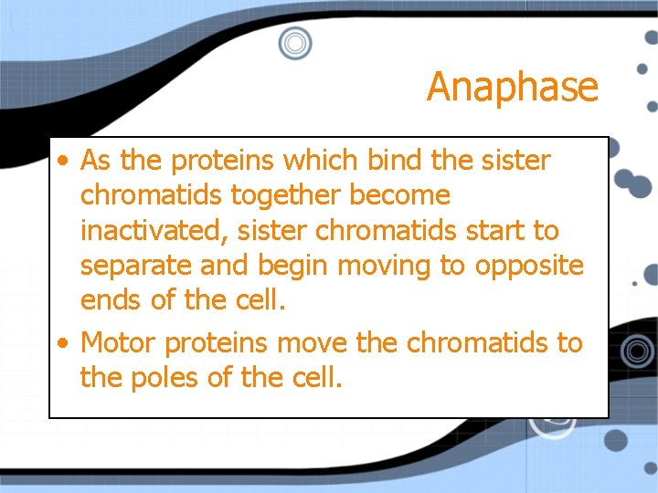 Anaphase • As the proteins which bind the sister chromatids together become inactivated, sister