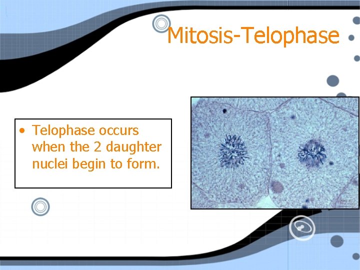 Mitosis-Telophase • Telophase occurs when the 2 daughter nuclei begin to form. 