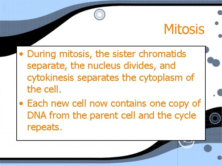 Mitosis • During mitosis, the sister chromatids separate, the nucleus divides, and cytokinesis separates