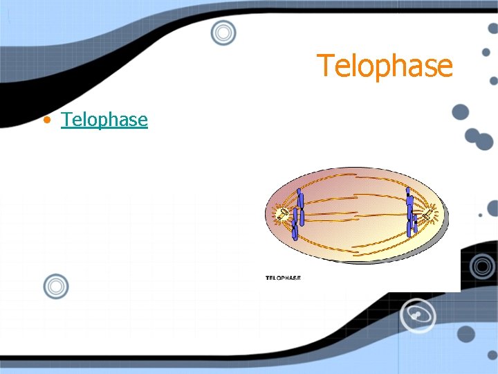 Telophase • Telophase 