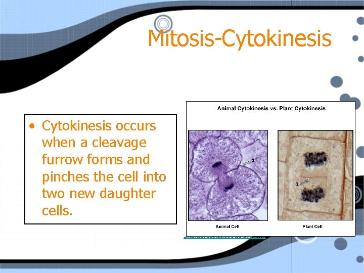 Mitosis-Cytokinesis • Cytokinesis occurs when a cleavage furrow forms and pinches the cell into