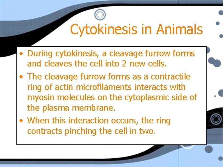 Cytokinesis in Animals • During cytokinesis, a cleavage furrow forms and cleaves the cell