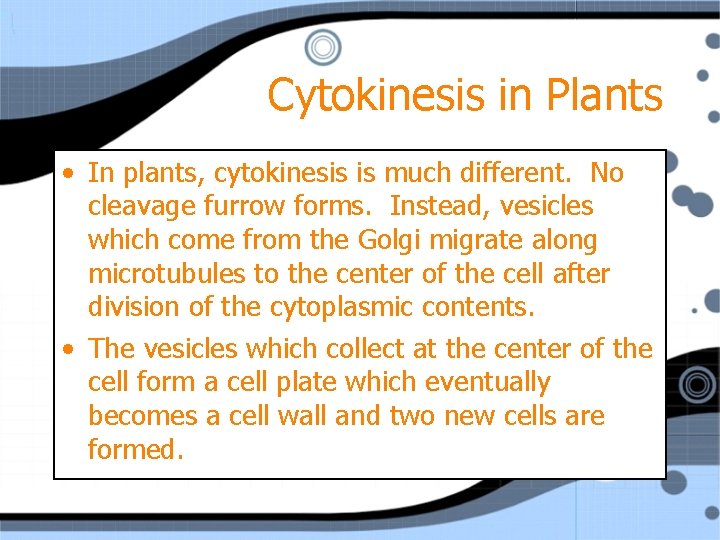 Cytokinesis in Plants • In plants, cytokinesis is much different. No cleavage furrow forms.