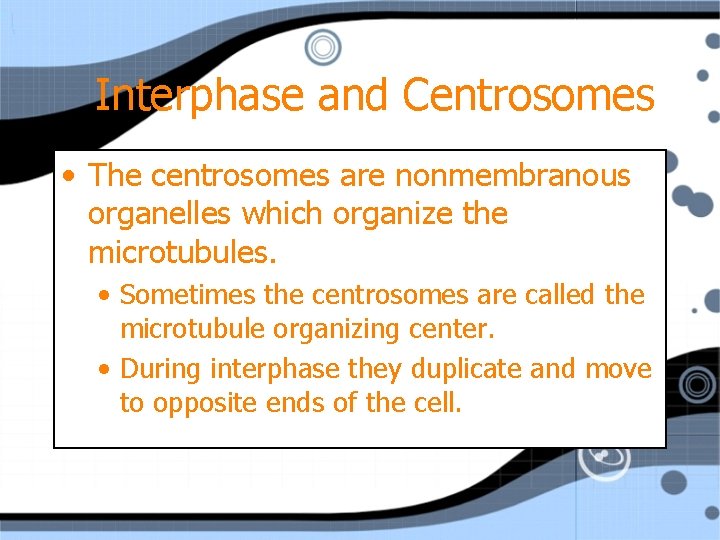 Interphase and Centrosomes • The centrosomes are nonmembranous organelles which organize the microtubules. •