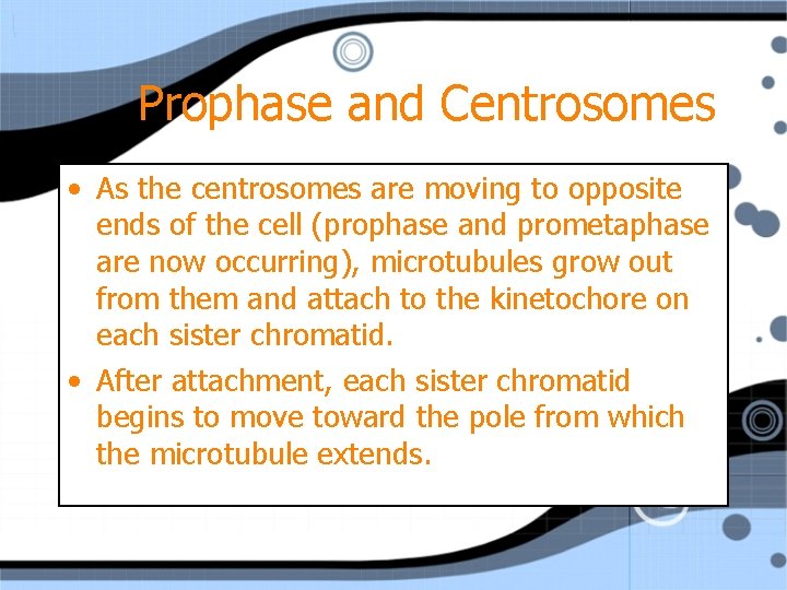 Prophase and Centrosomes • As the centrosomes are moving to opposite ends of the