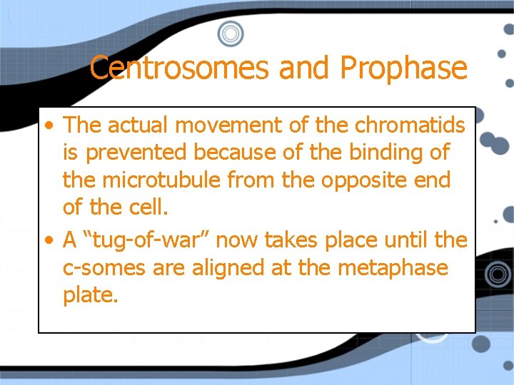 Centrosomes and Prophase • The actual movement of the chromatids is prevented because of