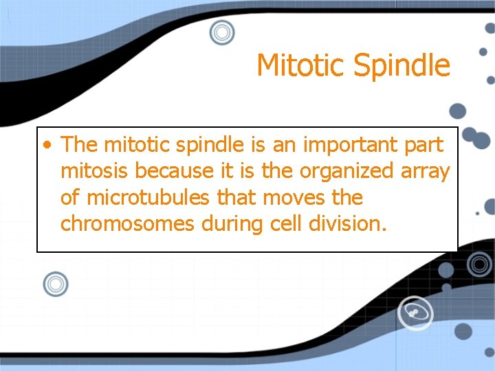 Mitotic Spindle • The mitotic spindle is an important part mitosis because it is