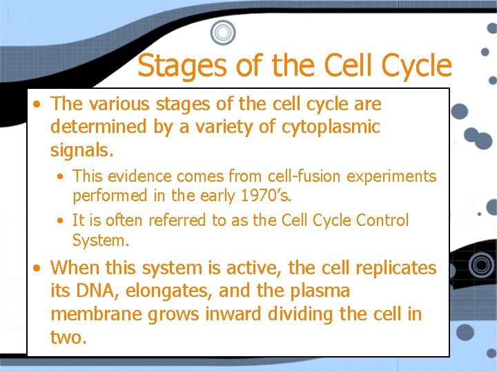 Stages of the Cell Cycle • The various stages of the cell cycle are