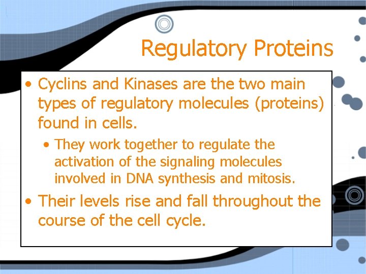 Regulatory Proteins • Cyclins and Kinases are the two main types of regulatory molecules