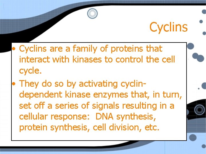 Cyclins • Cyclins are a family of proteins that interact with kinases to control