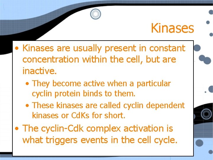 Kinases • Kinases are usually present in constant concentration within the cell, but are