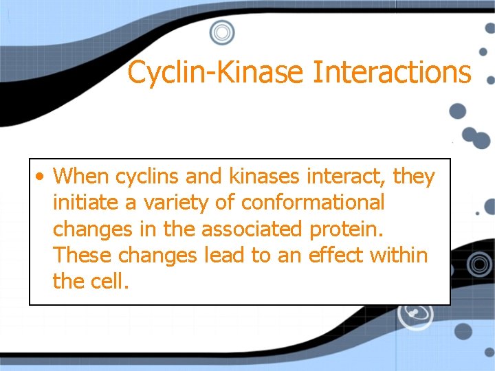 Cyclin-Kinase Interactions • When cyclins and kinases interact, they initiate a variety of conformational