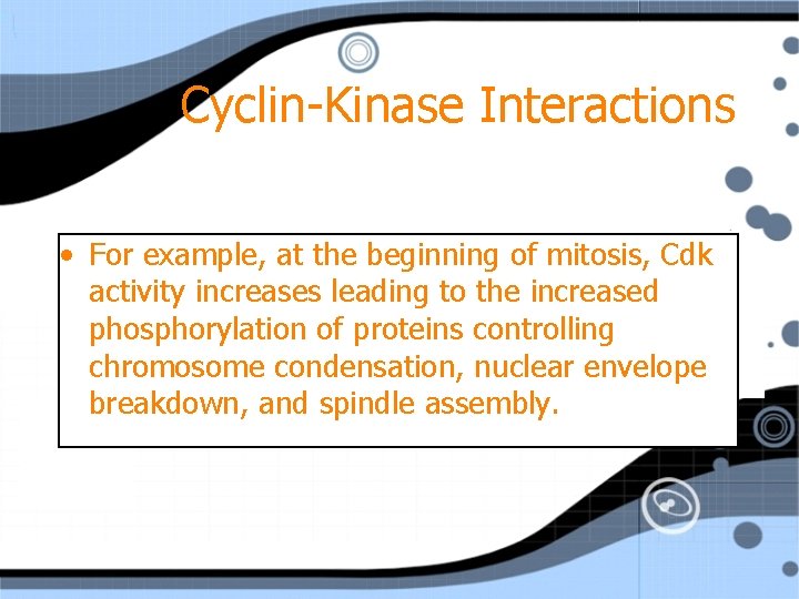 Cyclin-Kinase Interactions • For example, at the beginning of mitosis, Cdk activity increases leading