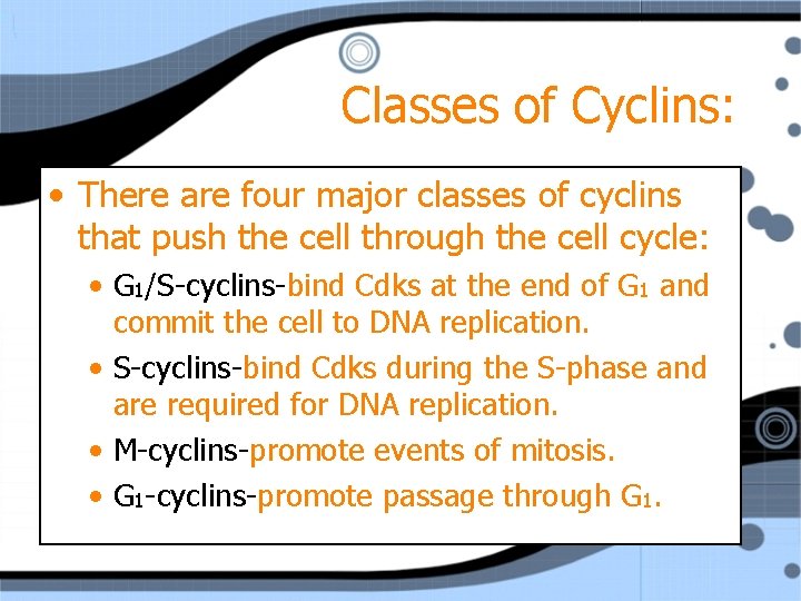 Classes of Cyclins: • There are four major classes of cyclins that push the