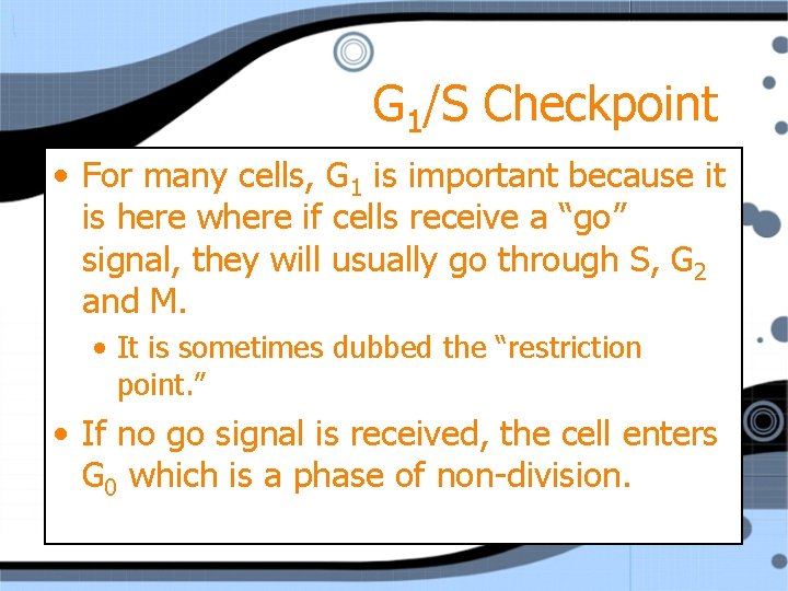 G 1/S Checkpoint • For many cells, G 1 is important because it is