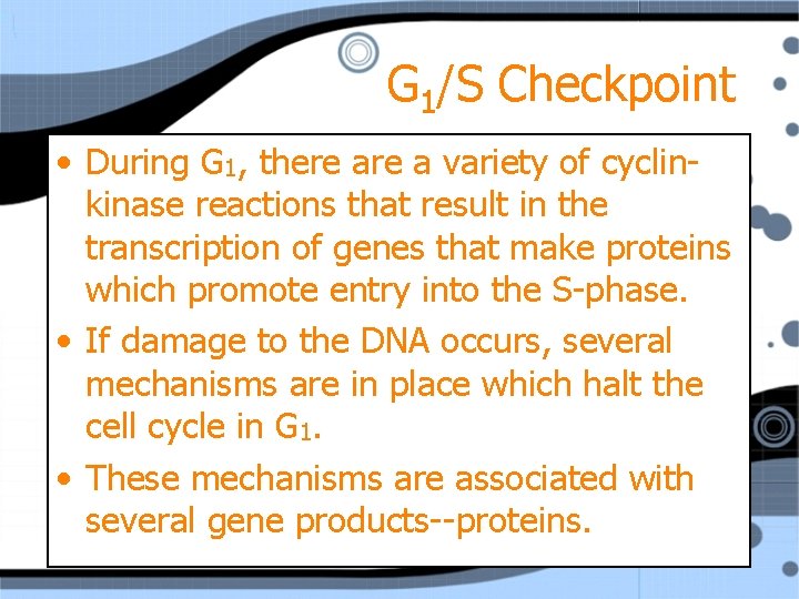 G 1/S Checkpoint • During G 1, there a variety of cyclinkinase reactions that