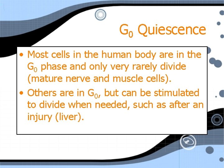 G 0 Quiescence • Most cells in the human body are in the G