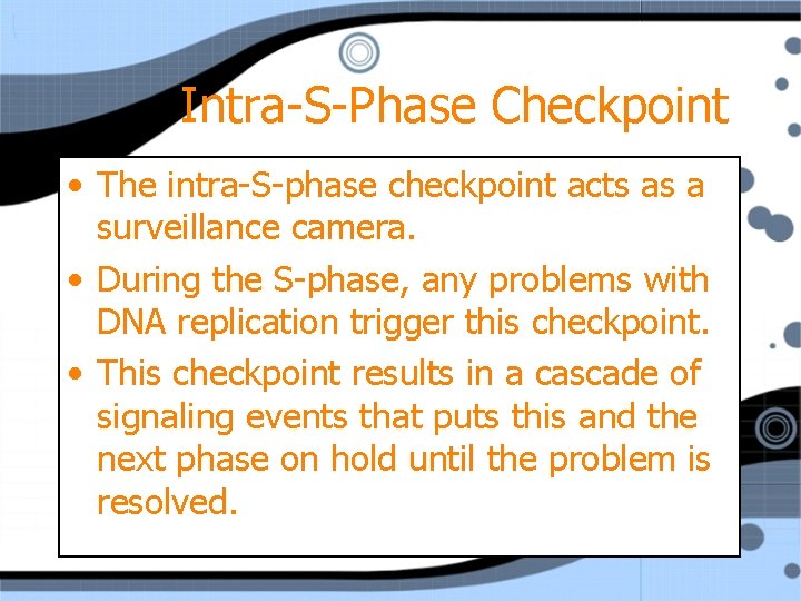 Intra-S-Phase Checkpoint • The intra-S-phase checkpoint acts as a surveillance camera. • During the