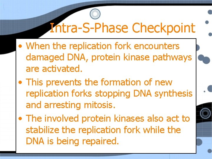 Intra-S-Phase Checkpoint • When the replication fork encounters damaged DNA, protein kinase pathways are