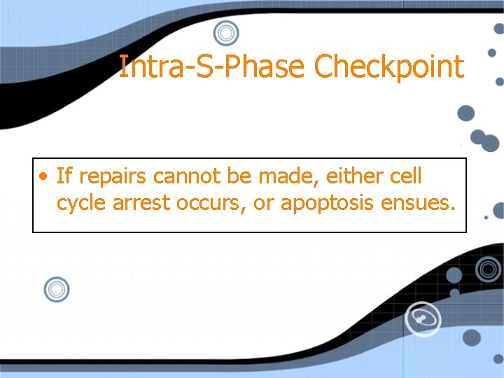 Intra-S-Phase Checkpoint • If repairs cannot be made, either cell cycle arrest occurs, or