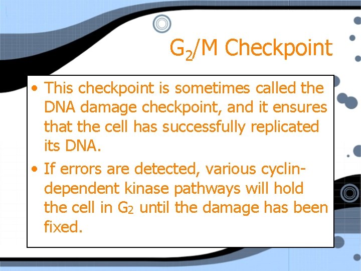 G 2/M Checkpoint • This checkpoint is sometimes called the DNA damage checkpoint, and