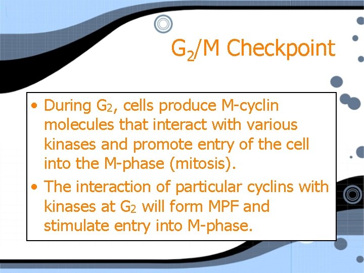 G 2/M Checkpoint • During G 2, cells produce M-cyclin molecules that interact with