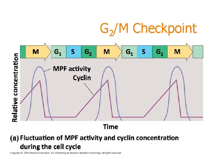 G 2/M Checkpoint 