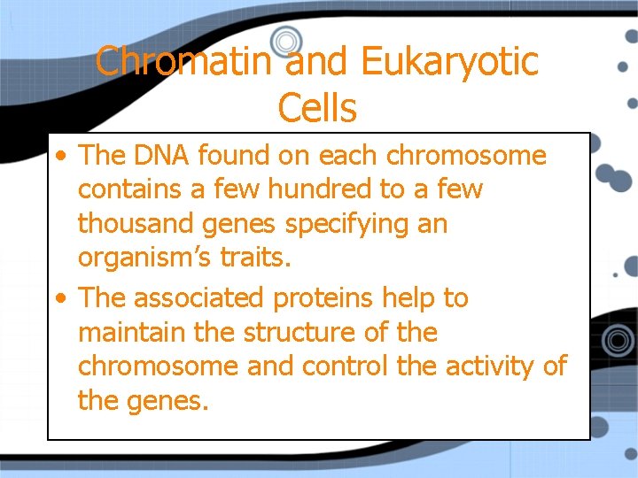 Chromatin and Eukaryotic Cells • The DNA found on each chromosome contains a few