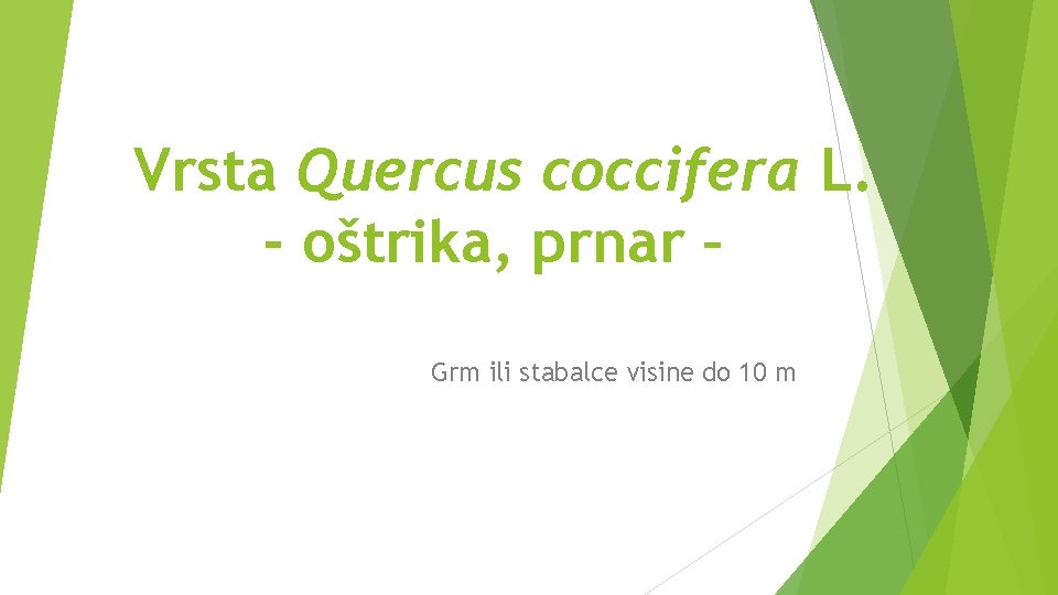 Vrsta Quercus coccifera L. - oštrika, prnar – Grm ili stabalce visine do 10