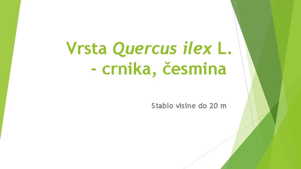 Vrsta Quercus ilex L. - crnika, česmina Stablo visine do 20 m 